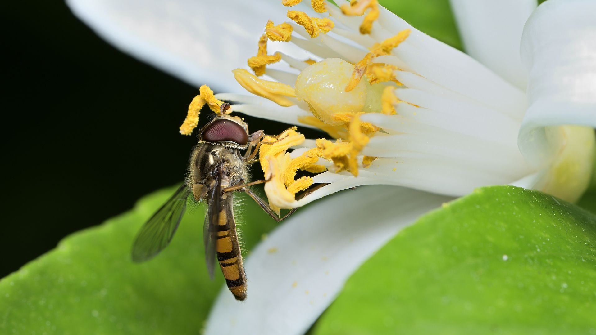 Die Schwebfliege an der Blüte