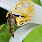 Die Schwebfliege an der Blüte