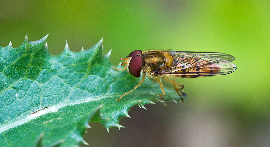 Die Schwebfliege auf dem Distelblatt