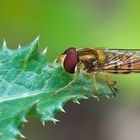 Die Schwebfliege auf dem Distelblatt