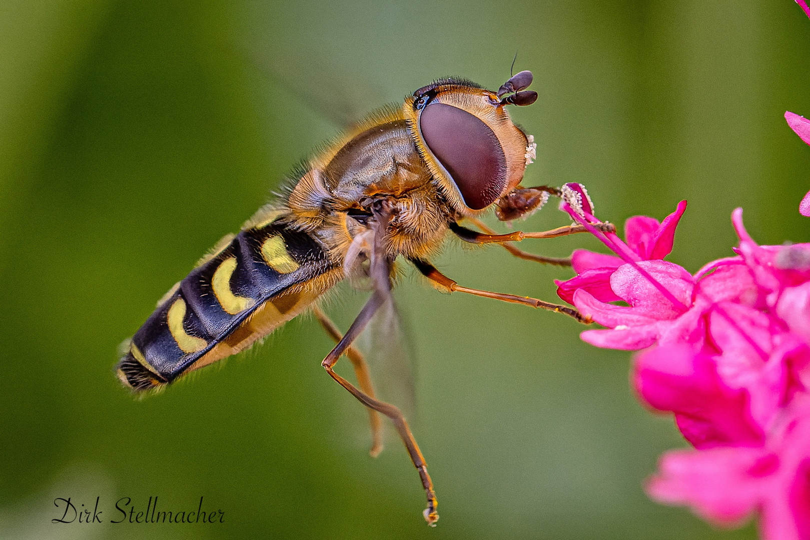 Die Schwebfliege