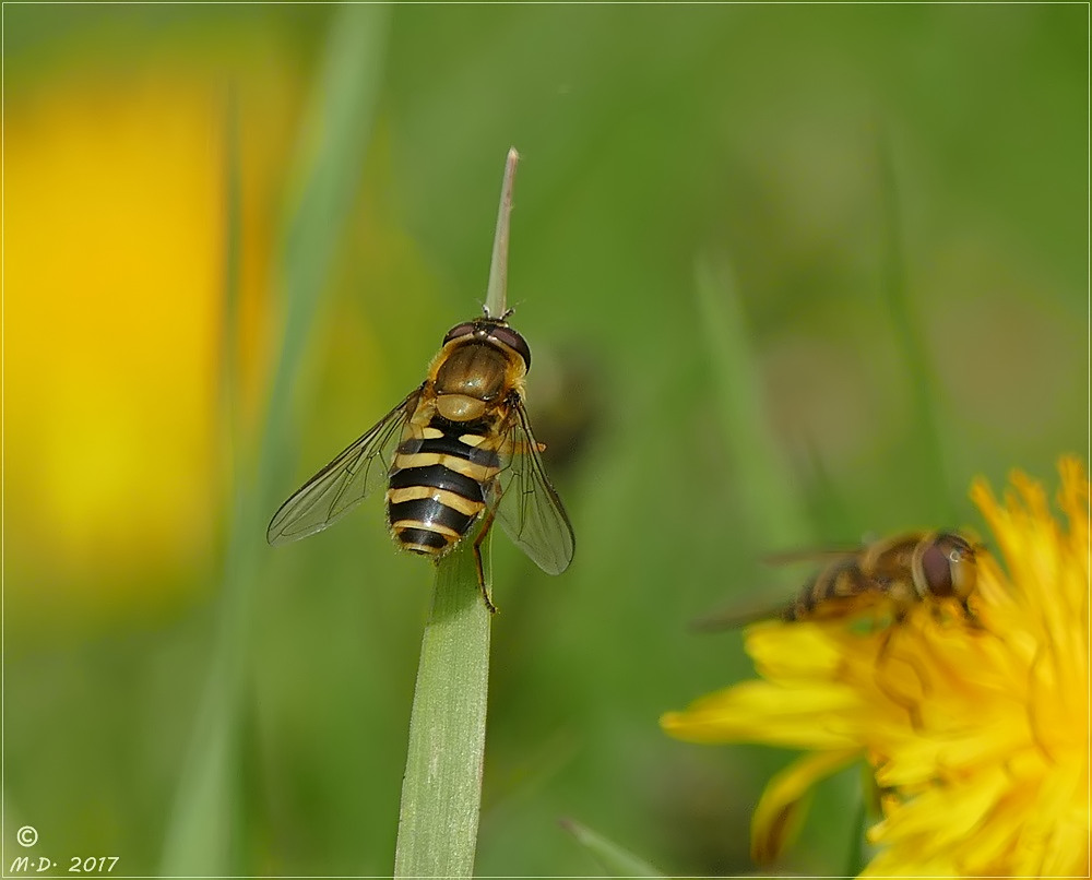 Die Schwebfliege ...