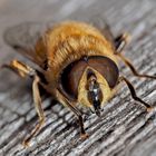 Die Schwebfliege (Eristalis tenax) tankt noch etwas Sonne auf. 