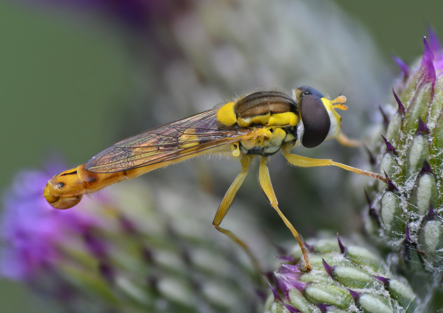 Die Schwebfliege I 