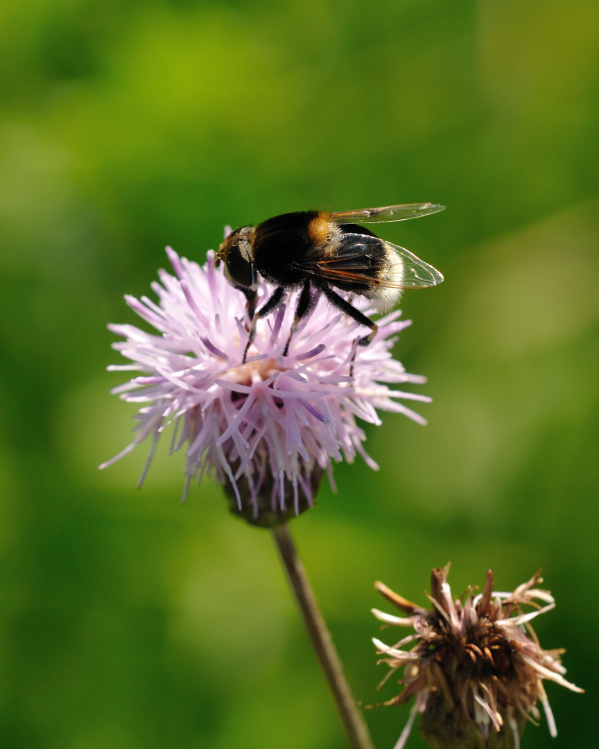 ...Die Schwebfliege im Hummelpelz...