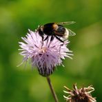 ...Die Schwebfliege im Hummelpelz...