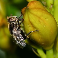 Die Schwebfliege Lathyrophthalmus aeneus ("Glänzende Faulschlammschwebfliege")