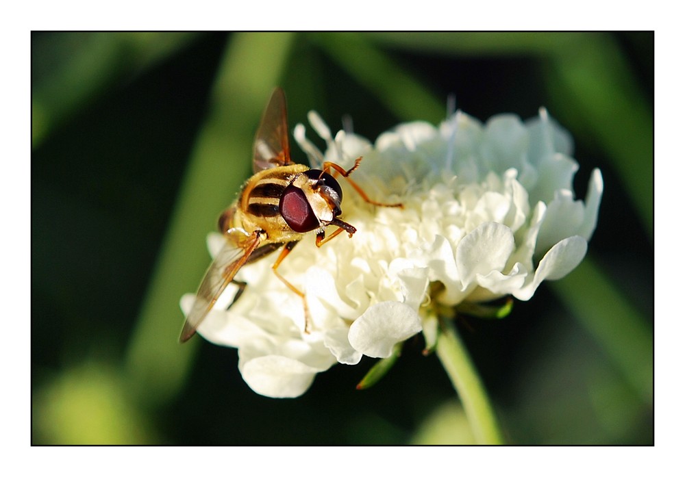 Die Schwebfliege "Maja"