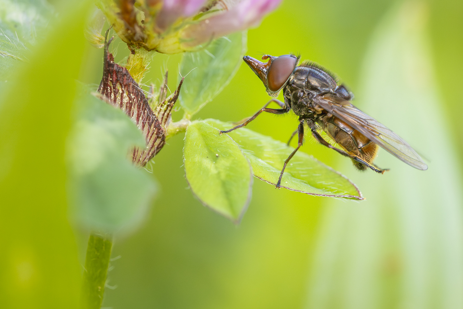 Die Schwebfliege mit dem Schnabel 