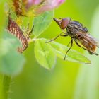 Die Schwebfliege mit dem Schnabel 