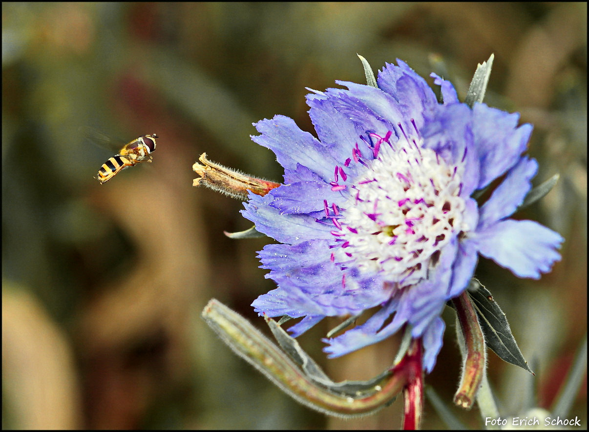 Die Schwebfliege schwebt auf dem Landeplatz auf der Blüte nieder