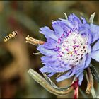 Die Schwebfliege schwebt auf dem Landeplatz auf der Blüte nieder