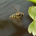 Die Schwebfliege schwebt ein