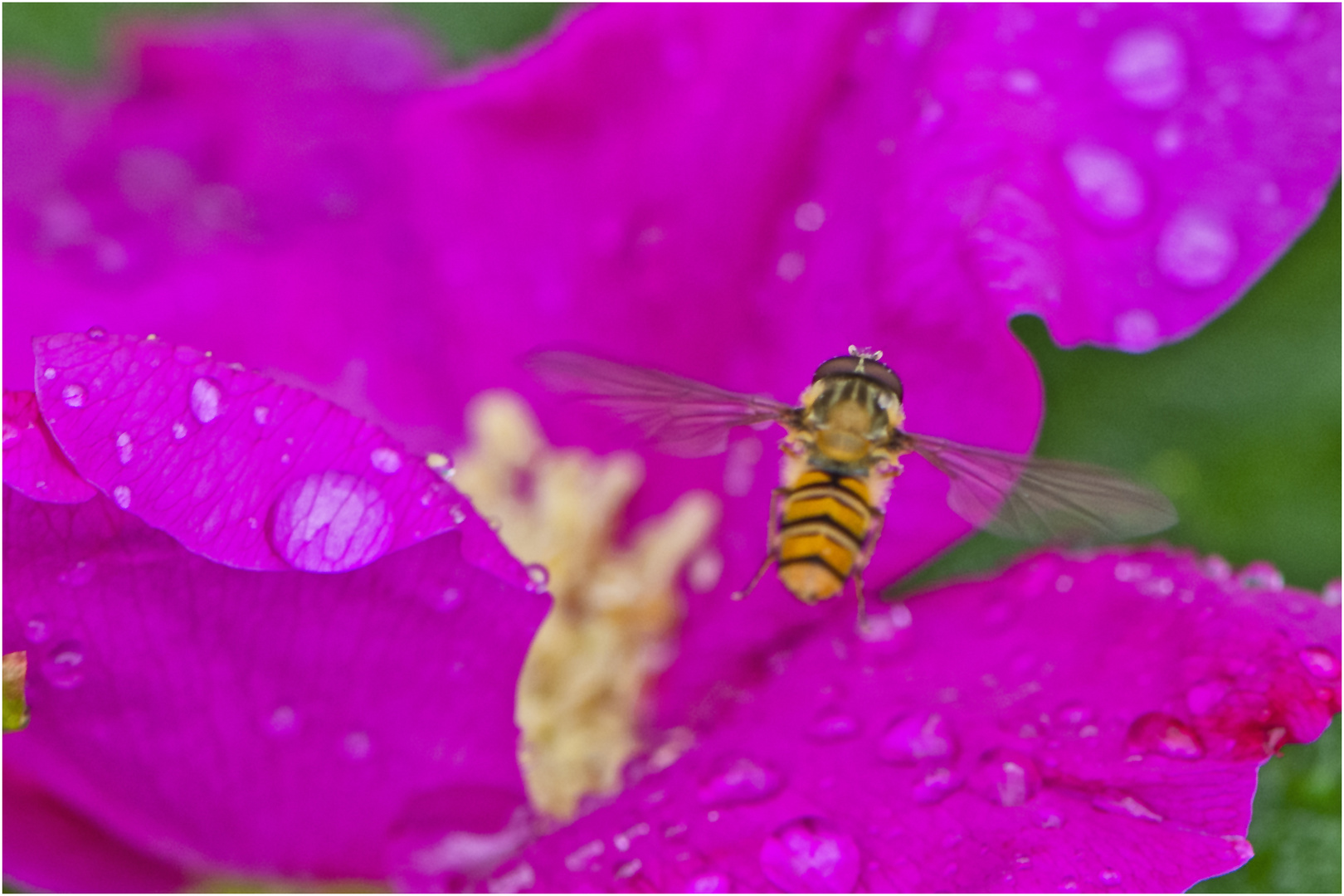 Die Schwebfliege sucht nach dem Regen . . .  