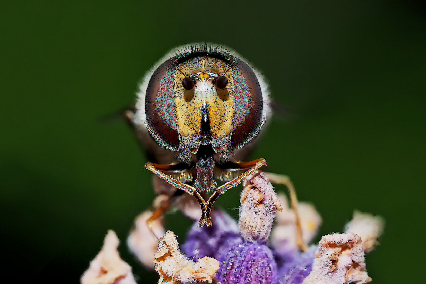 Die Schwebfliege zeigt mir ihr wahres Gesicht! - La mouche me montre son visage!