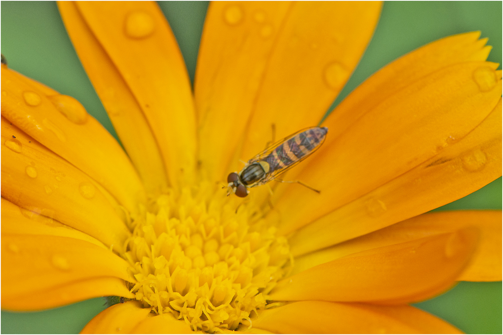 Die Schwebfliegen . . .