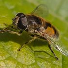 Die Schwebfliegen 