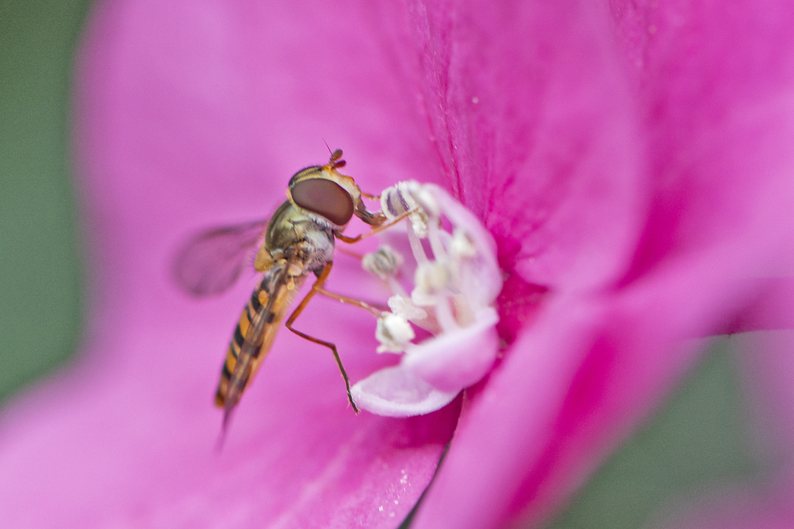 Die Schwebfliegen gehören . . .