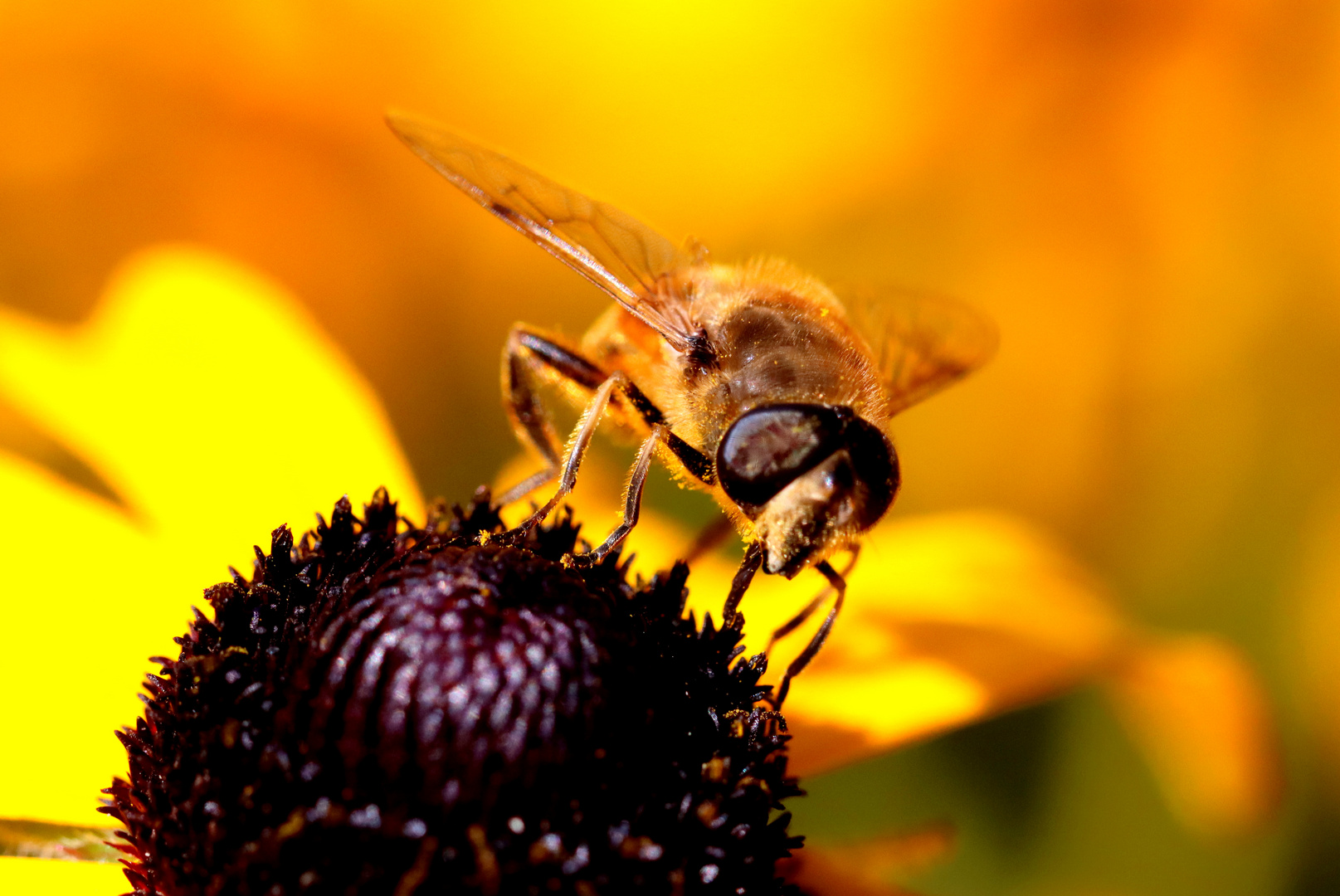 Die Schwebfliegen nutzen die letzten Sonnenstrahlen.