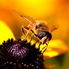 Die Schwebfliegen nutzen die letzten Sonnenstrahlen.