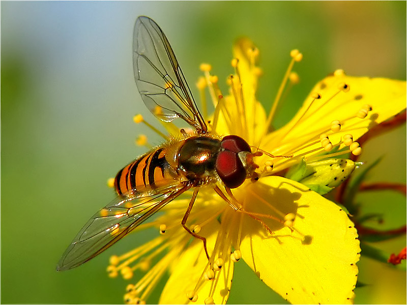 die Schwebfliegen- saison...