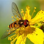 die Schwebfliegen- saison...