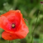 "Die Schwebfliegen und die Mohni ..."