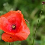 "Die Schwebfliegen und die Mohni ..."