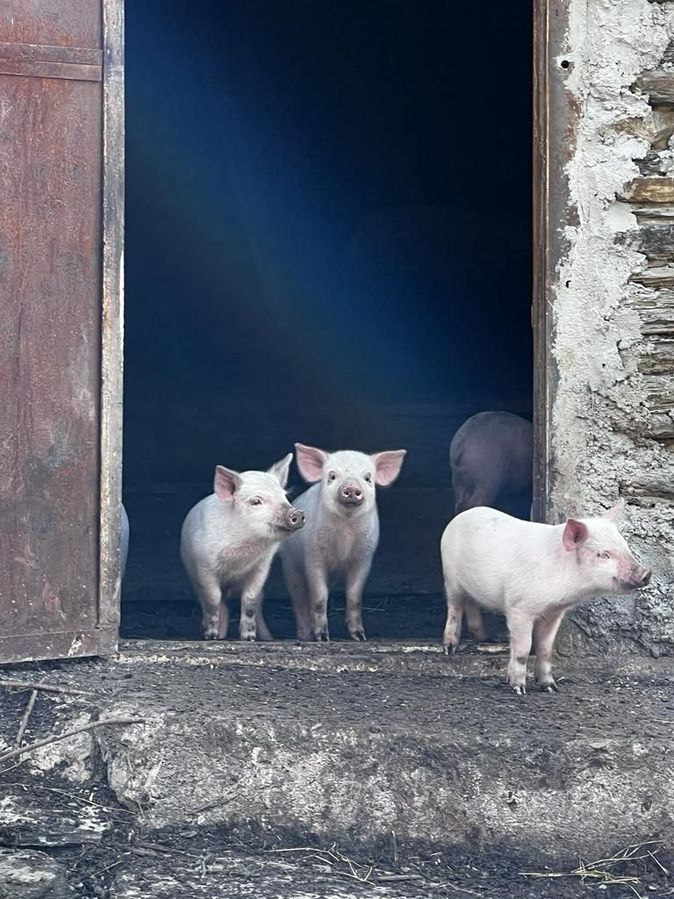  Die Schweinchen in Georgien