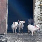  Die Schweinchen in Georgien