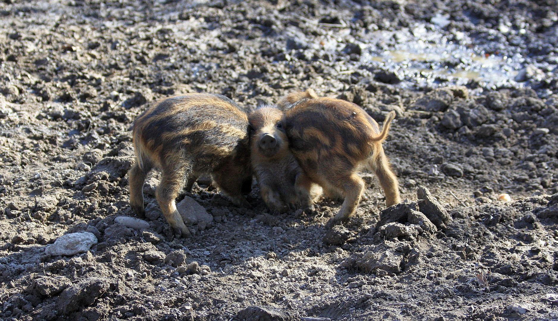 Die "Schweinchenzange"