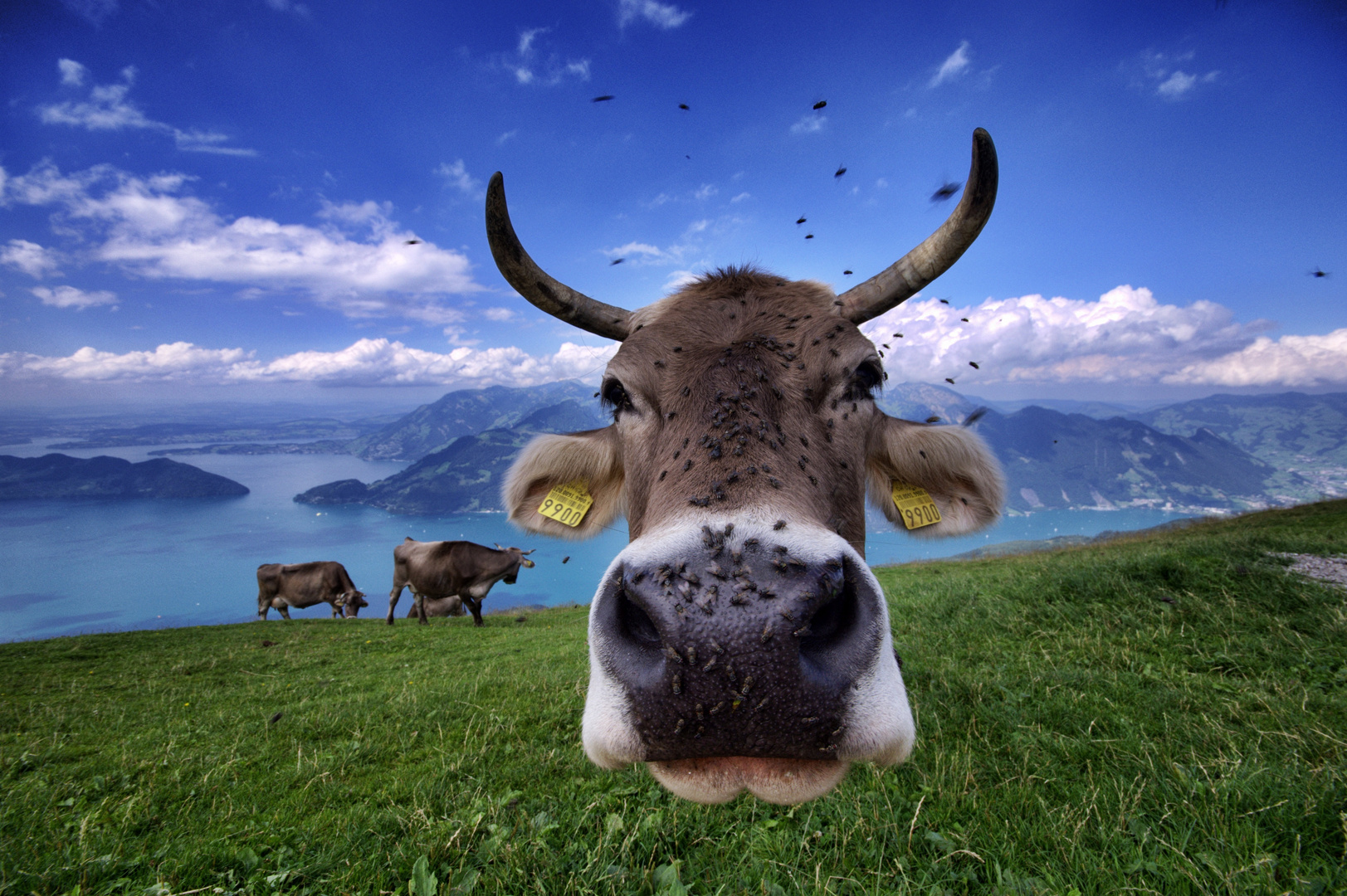 Die Schweiz, Land der glücklichen Fliegen