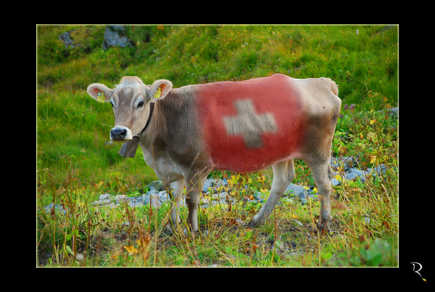 Die Schweizer Kuh