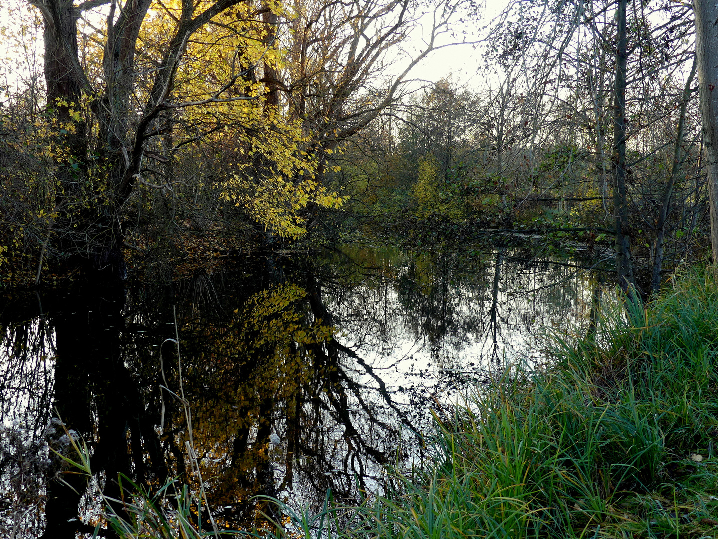 Die Schwentine Foto & Bild landschaft, projekte, bach, fluss & see