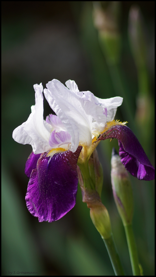 Die Schwertlilie (Iris)