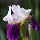 Die Schwertlilie (Iris)