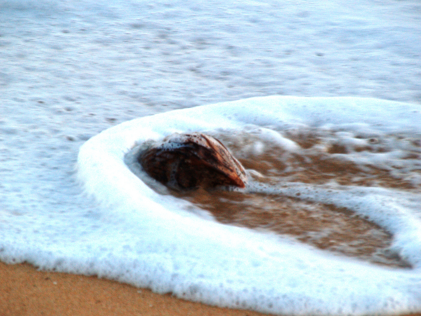 Die schwimmende Kokosnuss