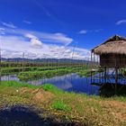 die schwimmenden Gärten des Inle Sees