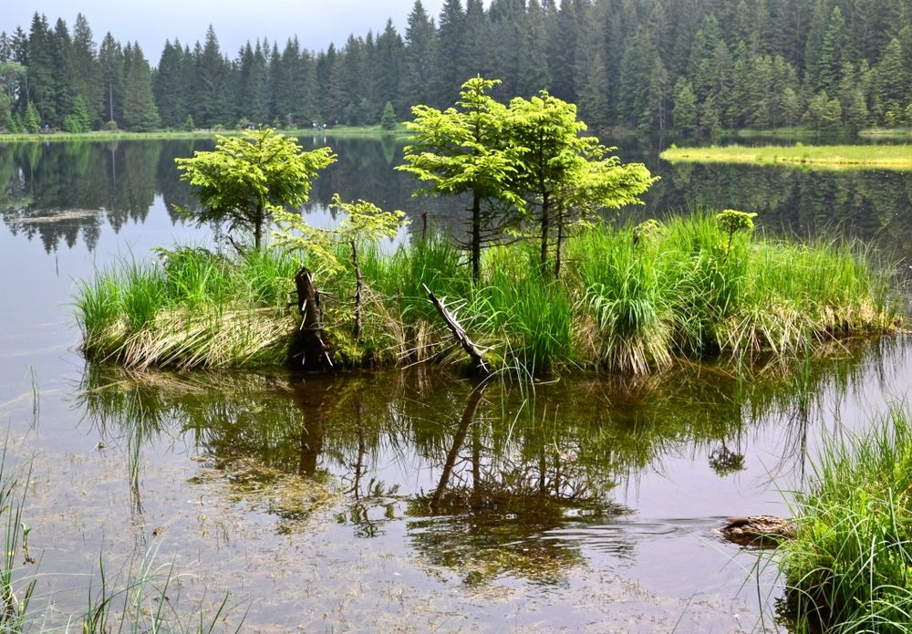 Die schwimmenden Inseln des Kleinen Arbersees…