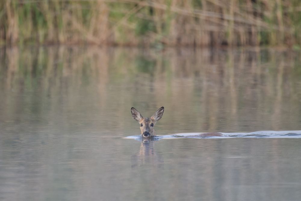 Die Schwimmerin im Morgendunst...