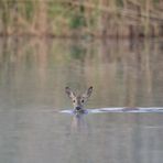 Die Schwimmerin im Morgendunst...