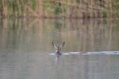 Die Schwimmerin im Morgendunst...