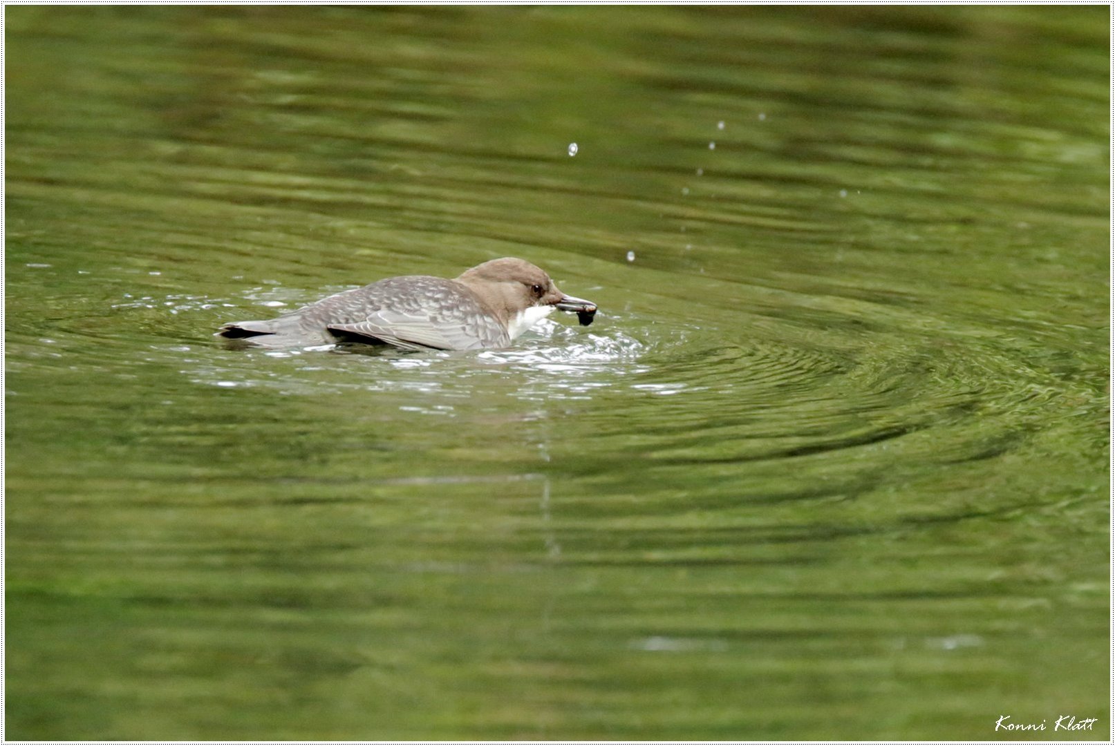 Die Schwimmerin ... the swimmer