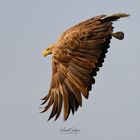 Die Schwingen des Adlers 