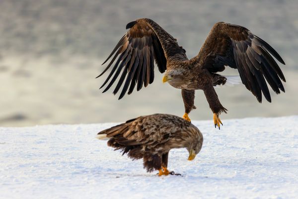 Die Schwingen des Seeadlers