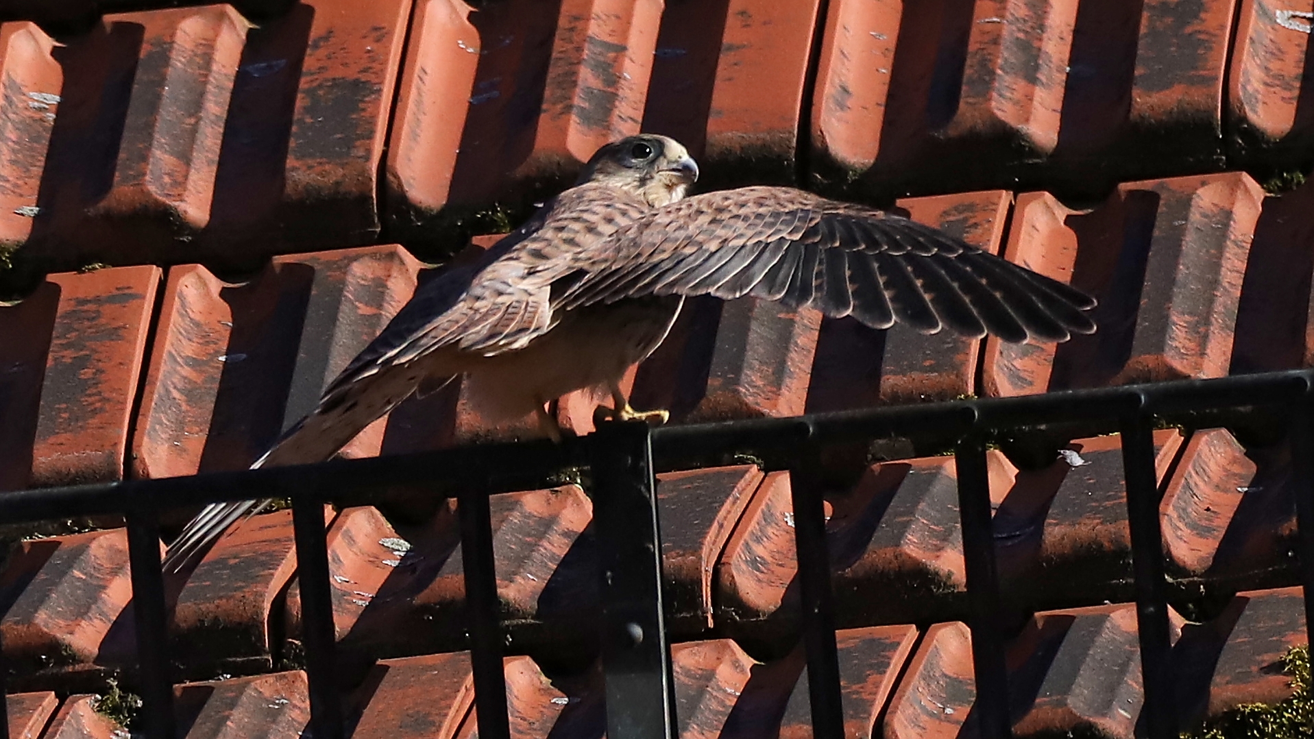 Die Schwingen werden erprobt (2019_06_28_EOS 6D Mark II_4448_ji)