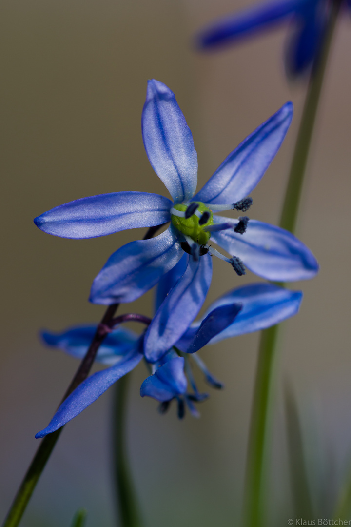 Die Scilla blüht...