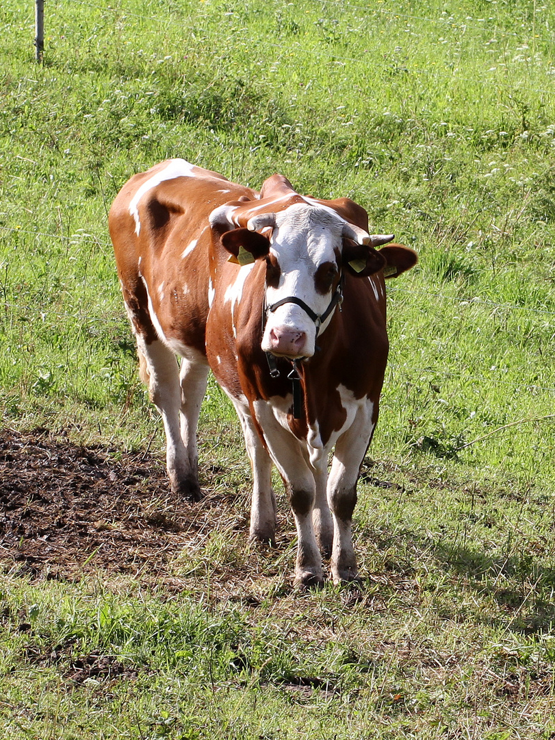 Kuh mit Hörner Foto & Bild  tiere, haustiere, nutztiere Bilder auf  fotocommunity