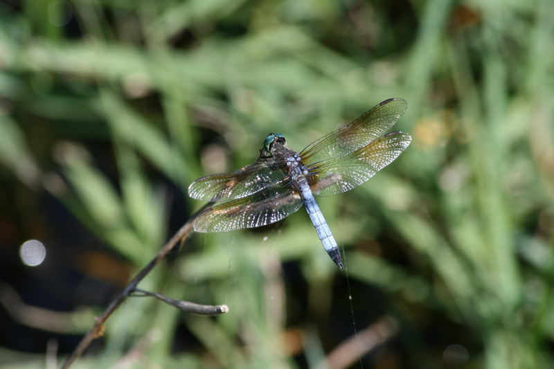 die sechste Libelle