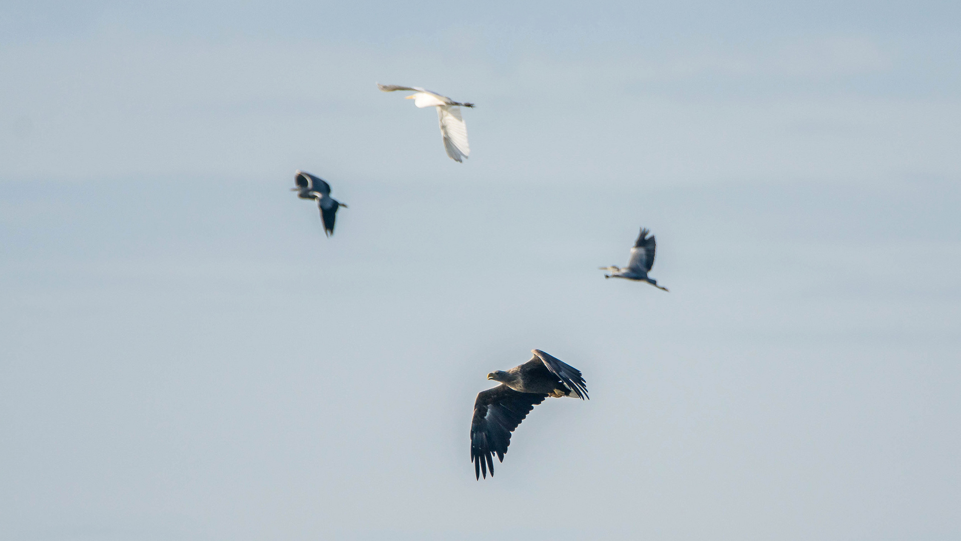 die Seeadler mischen die Bislicher Insel auf (Doku)